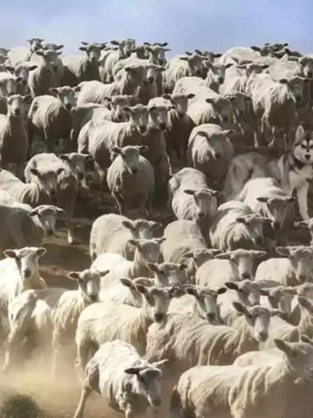 If you can see a dog among a herd of sheep in three seconds, you have hunter eyes!